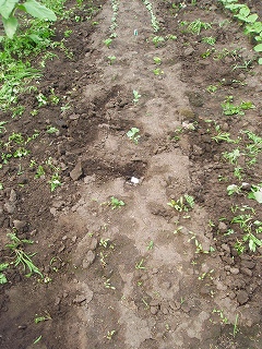 e0004756_21132885.jpg