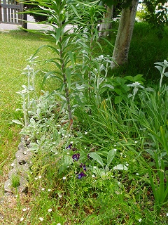 e0004756_21274730.jpg