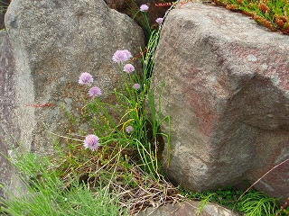 e0004756_21313889.jpg