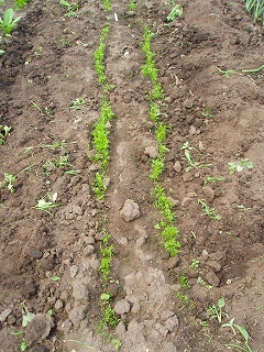 e0004756_2192842.jpg