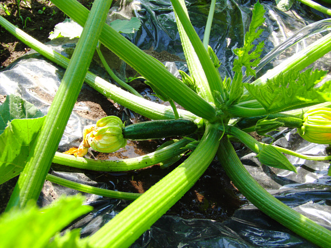 c0026870_1762632.jpg