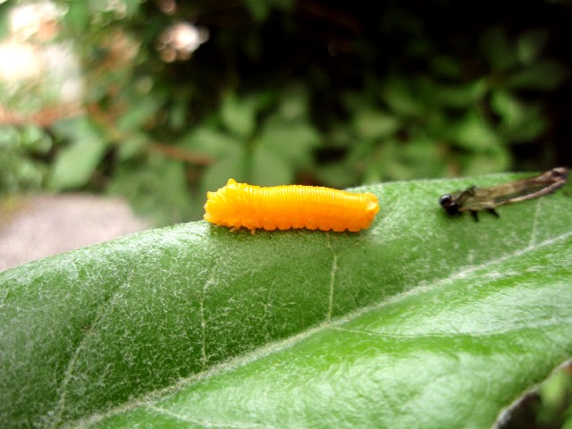 d0162276_185874.jpg