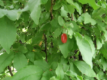 e0077899_96462.jpg