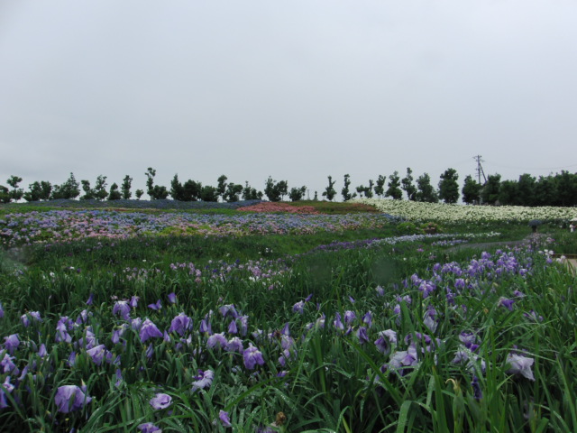 d0117011_731679.jpg