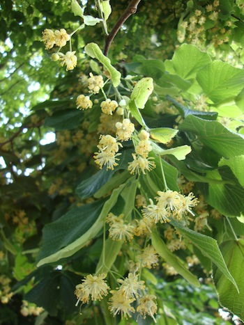 e0046112_6594431.jpg