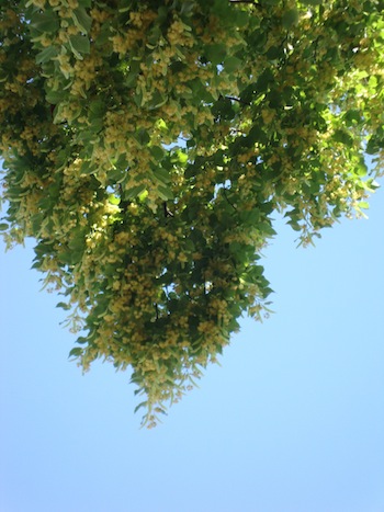 e0046112_791210.jpg