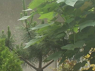 a0053420_17551438.jpg