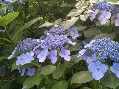 c0128722_16434070.jpg