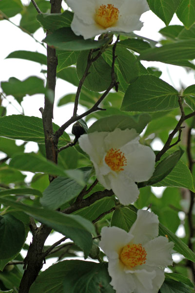 f0147025_174425.jpg