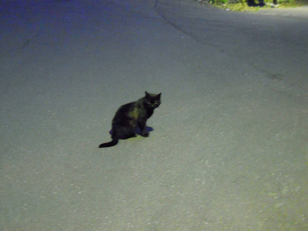 <b>登別温泉</b> 第一滝本館 ～たきもとブログ～ : 暗闇に黒猫。 ブログ担当の <b>...</b>