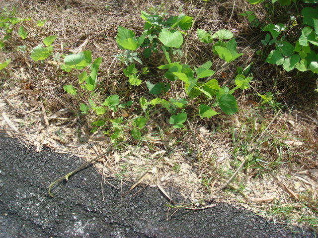b0097645_12593718.jpg