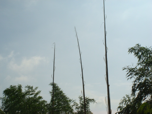 b0097645_1303359.jpg