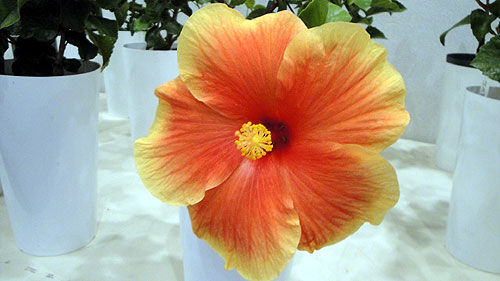 b0101263_13564485.jpg