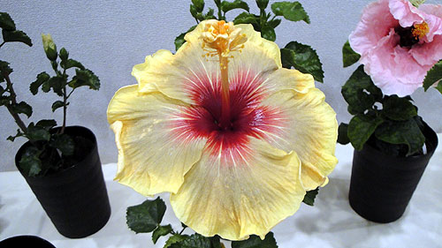 b0101263_135737.jpg