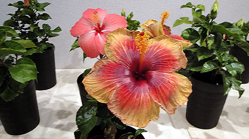 b0101263_1414348.jpg