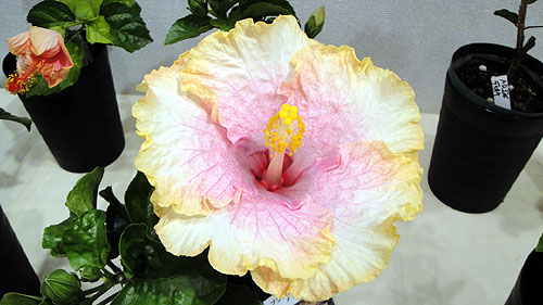 b0101263_1415025.jpg