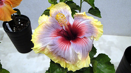 b0101263_142662.jpg