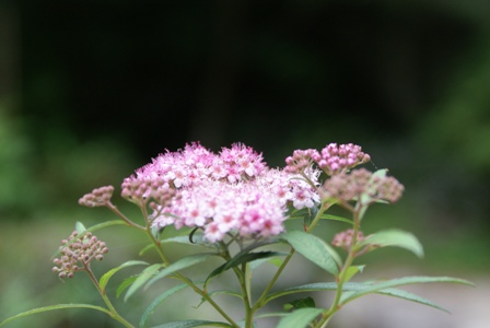 a0091666_22235721.jpg