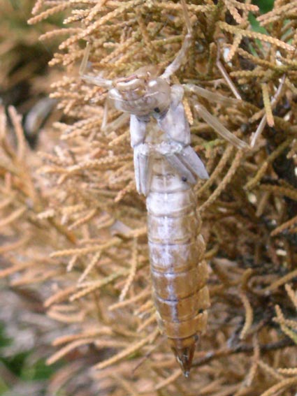 e0118274_211457.jpg