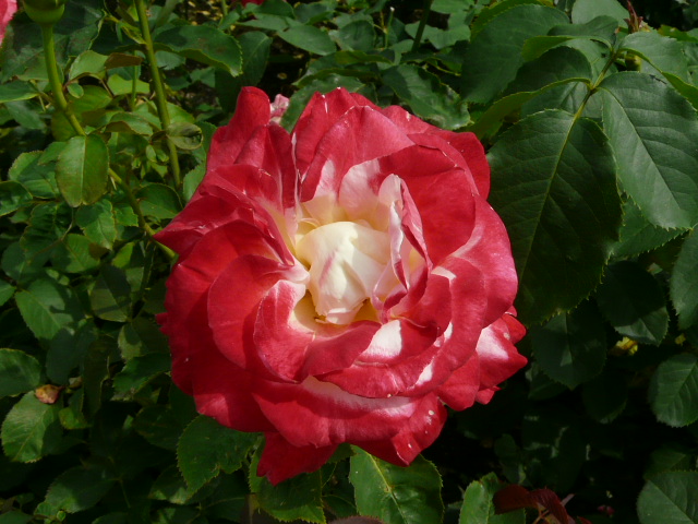 e0145782_17111550.jpg
