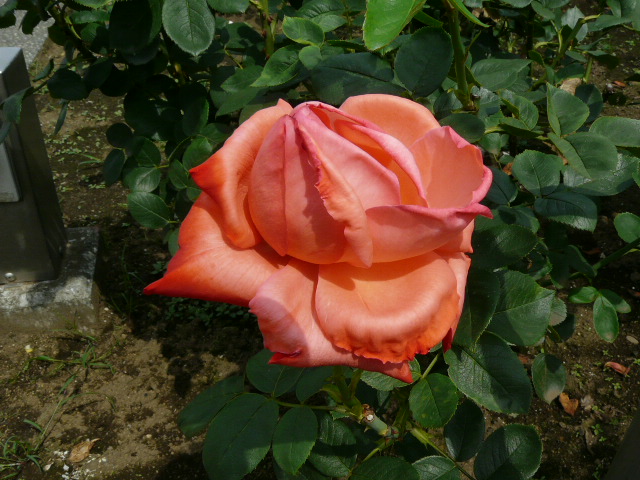 e0145782_17121172.jpg