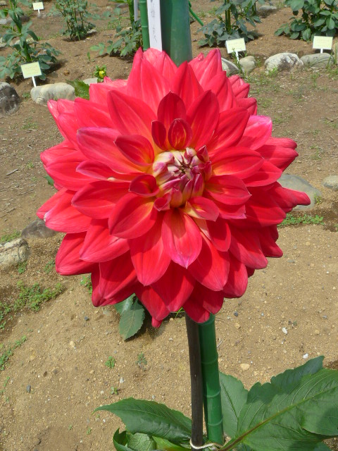 e0145782_17134316.jpg