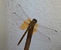 f0187704_1049534.jpg