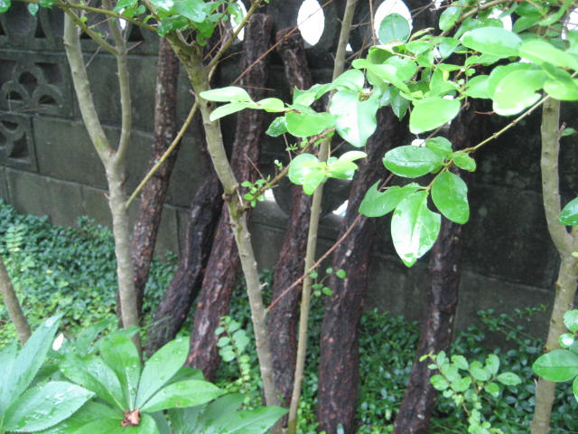 b0166435_17572640.jpg