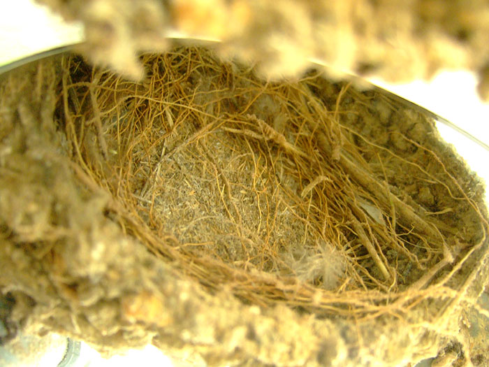 e0006242_10411816.jpg