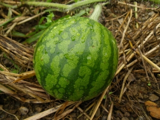 f0055264_23463471.jpg