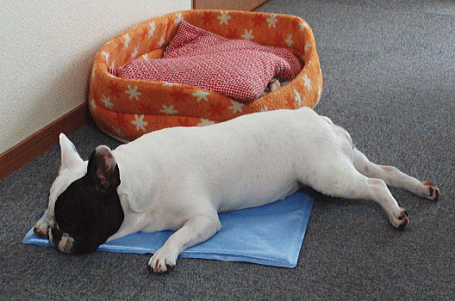 d0152869_2053189.gif