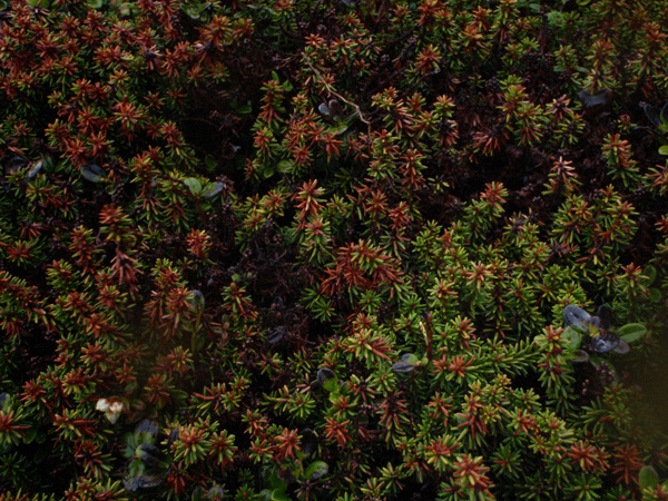 c0087773_2049897.jpg