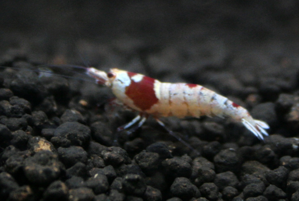 e0018082_1214096.jpg