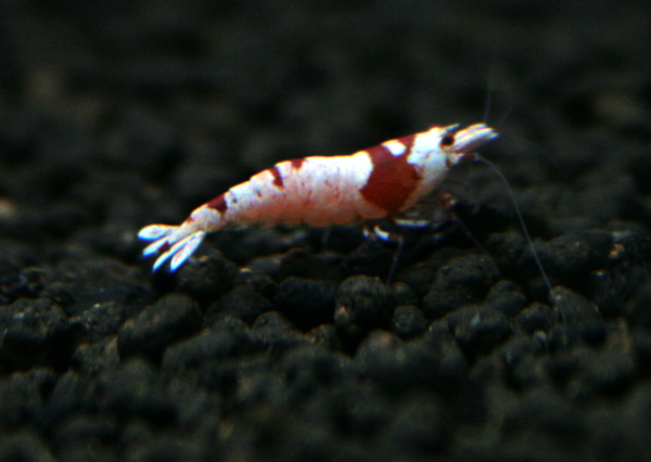 e0018082_1214847.jpg