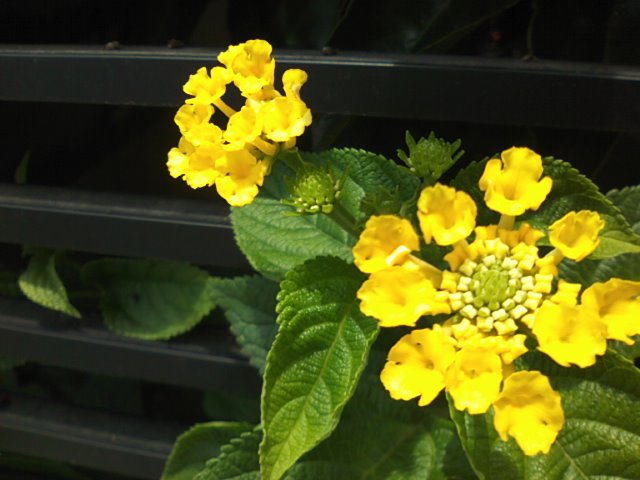 f0077595_9545968.jpg