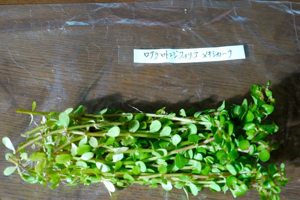 c0225297_5371435.jpg