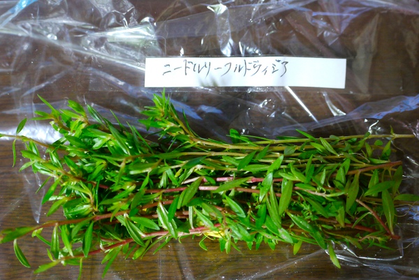 c0225297_5372840.jpg