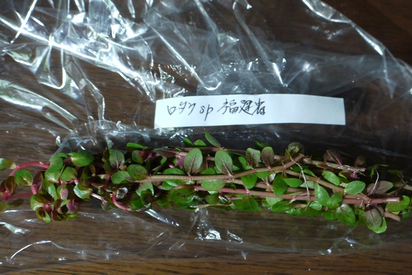 c0225297_631144.jpg