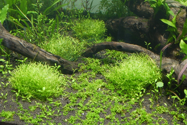 c0225297_6311487.jpg