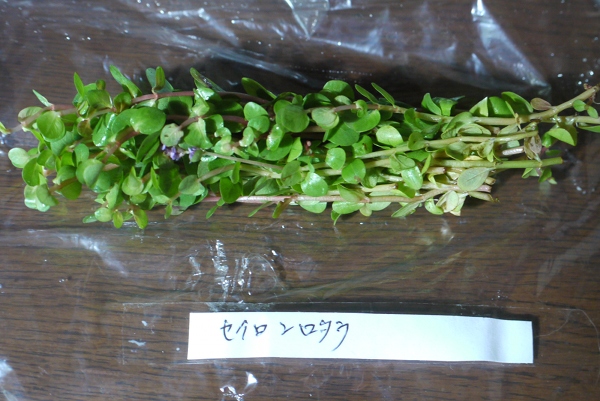 c0225297_632630.jpg