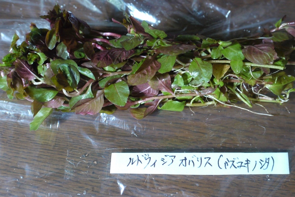 c0225297_634191.jpg