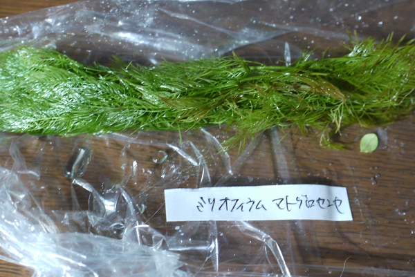 c0225297_635440.jpg