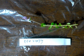 c0225297_6354438.jpg
