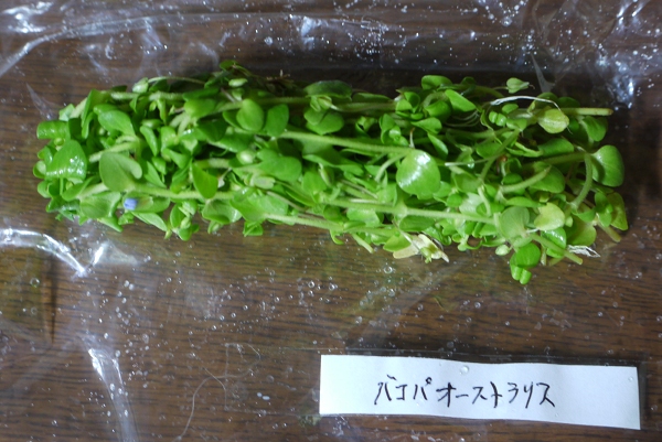 c0225297_64114.jpg