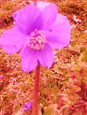 e0033301_16192049.jpg