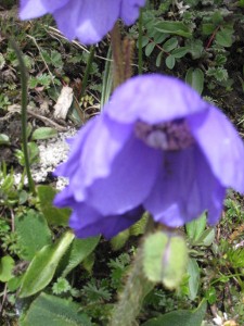 e0033301_1624750.jpg