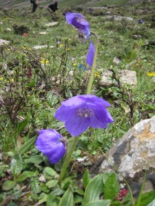 e0033301_1632759.jpg