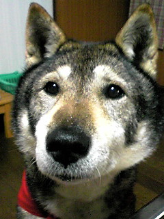 f0079202_1521056.jpg
