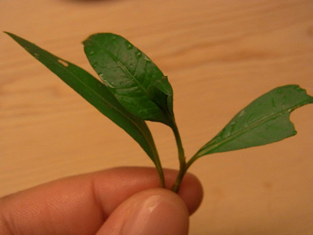 a0091907_12244073.jpg