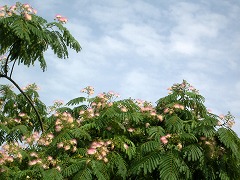 c0190010_17314094.jpg
